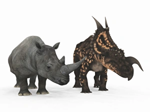 An adult Einiosaurus compared to a modern adult White Rhinoceros An adult Einiosaurus compared to a modern adult White Rhinoceros