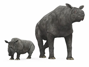 An adult Paraceratherium compared to a modern adult White Rhinoceros An adult Paraceratherium compared to a modern adult White Rhinoceros