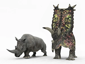 An adult Pentaceratops compared to a modern adult White Rhinoceros An adult Pentaceratops compared to a modern adult White Rhinoceros