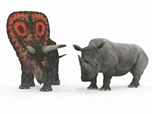 An adult Torosaurus compared to a modern adult White Rhinoceros An adult Torosaurus compared to a modern adult White Rhinoceros
