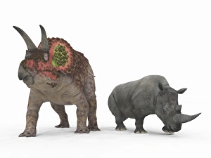 An adult Triceratops compared to a modern adult White Rhinoceros An adult Triceratops compared to a modern adult White Rhinoceros