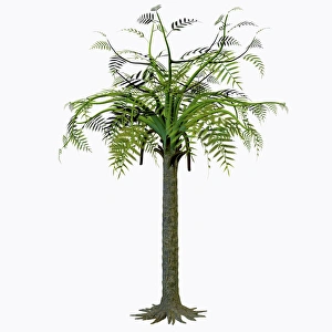 Pteridospermatophyta Collection of Photo Prints and Gifts