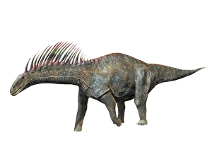 Amargasaurus is a sauropod dinosaur from the Early Cretaceous period Amargasaurus is a sauropod dinosaur from the Early Cretaceous period