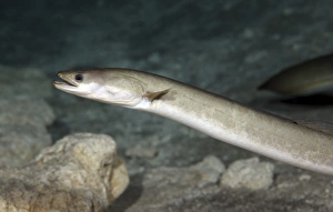 An American Eel patrols the sandy bottom of Morrison Springs cavern An American Eel patrols the sandy bottom of Morrison Springs cavern