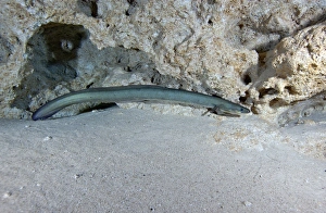 An American Eel prowls along the edge of Morrison Springs cavern An American Eel prowls along the edge of Morrison Springs cavern