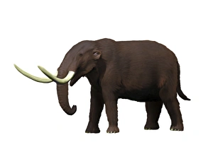 American mastodon from the Pleistocene epoch American mastodon from the Pleistocene epoch