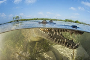 American saltwater crocodile in mangrove off of Cuba American saltwater crocodile in mangrove off of Cuba