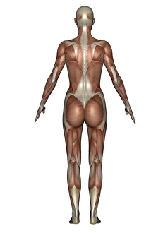 Anatomy of female muscular system, back view Anatomy of female muscular system, back view