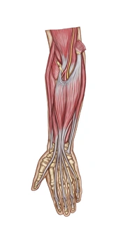 Anatomy of forearm muscles, anterior view, middle Anatomy of forearm muscles, anterior view, middle