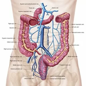Anatomy of human abdominal vein system