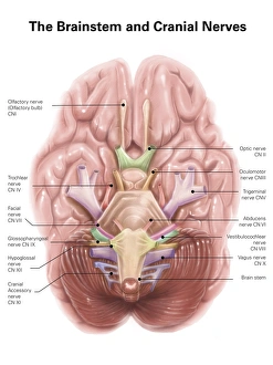 Anatomy of human brain stem and cranial nerves Anatomy of human brain stem and cranial nerves