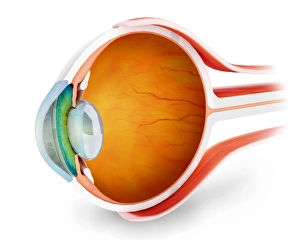 <b class=qtipBold><figcaption>Anatomy of human eye, perspective</figcaption></b><br>Anatomy of human eye, perspective.<br><em>© Stocktrek Images</em> Anatomy of human eye, perspective