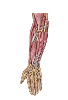 Anatomy of human forearm muscles, deep anterior view Anatomy of human forearm muscles, deep anterior view