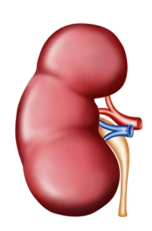 <b class=qtipBold><figcaption>Anatomy of human kidney</figcaption></b><br>Anatomy of human kidney.<br><em>© Stocktrek Images</em> Anatomy of human kidney