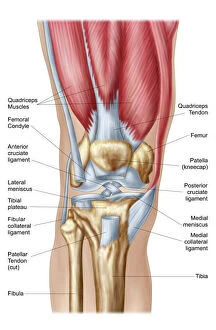 Western Script Gallery: Anatomy of human knee joint