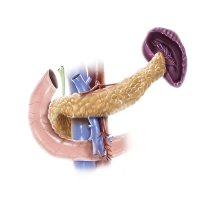 <b class=qtipBold><figcaption>Anatomy of human pancreas</figcaption></b><br>Anatomy of human pancreas.<br><em>© Alan Gesek/Stocktrek Images</em> Anatomy of human pancreas