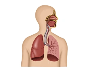 <b class=qtipBold><figcaption>Anatomy of human respiratory system</figcaption></b><br>Anatomy of human respiratory system.<br><em>© Stocktrek Images</em> Anatomy of human respiratory system