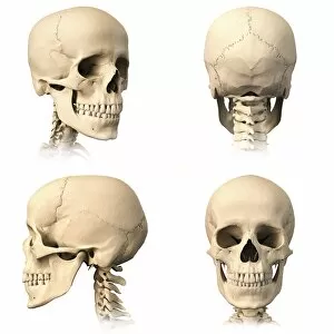 Vertebrae Gallery: Anatomy of human skull from different angles