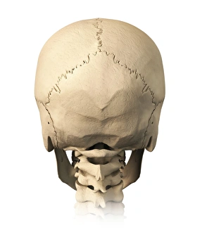 <b class=qtipBold><figcaption>Anatomy of human skull, rear view</figcaption></b><br>Anatomy of human skull, rear view.<br><em>© Leonello Calvetti/Stocktrek Images</em> Anatomy of human skull, rear view