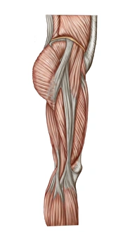Anatomy of human thigh muscles, anterior view Anatomy of human thigh muscles, anterior view