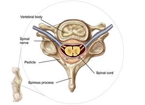 <b class=qtipBold><figcaption>Anatomy of human vertebra</figcaption></b><br>Anatomy of human vertebra.<br><em>© Stocktrek Images</em> Anatomy of human vertebra