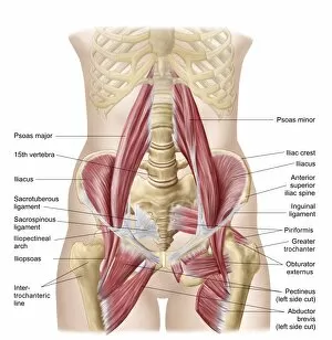 Vertebrae Gallery: Anatomy of iliopsoa, also known as the dorsal hip muscles