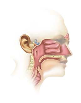 <b class=qtipBold><figcaption>Anatomy of inner ear and sinuses</figcaption></b><br>Anatomy of inner ear and sinuses.<br><em>© TriFocal Communications/Stocktrek Images</em> Anatomy of inner ear and sinuses