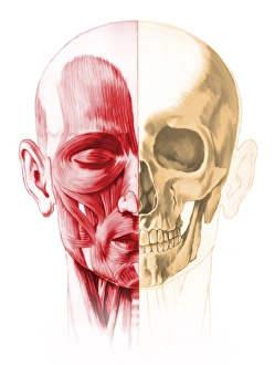 Anatomy of a male human head, with half muscles and half skull Anatomy of a male human head, with half muscles and half skull