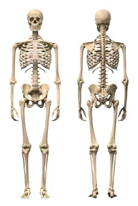 Scapula Gallery: Anatomy of male human skeleton, front view and back view
