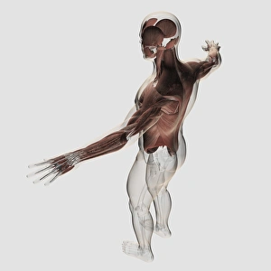 Anatomy of male muscles in upper body, posterior view Anatomy of male muscles in upper body, posterior view