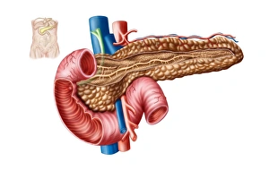 <b class=qtipBold><figcaption>Anatomy of pancreas</figcaption></b><br>Anatomy of pancreas.<br><em>© Stocktrek Images</em> Anatomy of pancreas