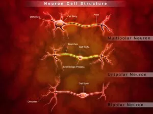 Anatomy structure of neurons