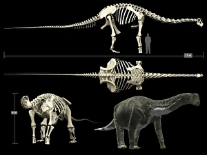 <b class=qtipBold><figcaption>Anatomy of a Titanosaur</figcaption></b><br>Titanosaur was a sauropod dinosaur that lived in South America during the Cretaceous Period. It belongs to the group of the largest dinosaurs ever. It could reach 40 meters long and weigh up to 70 tons.<br><em>© Rodolfo Nogueira/Stocktrek Images</em> Anatomy of a Titanosaur