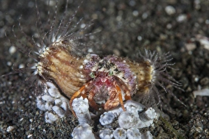An anemone hermit crab crawls across the seafloor of Indonesia An anemone hermit crab crawls across the seafloor of Indonesia