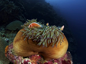 Anemonefish in a brown anemone with green tentacles, North Sulawesi Anemonefish in a brown anemone with green tentacles, North Sulawesi