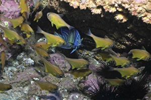 Angelfish and cardinalfish under a rocky ledge Angelfish and cardinalfish under a rocky ledge