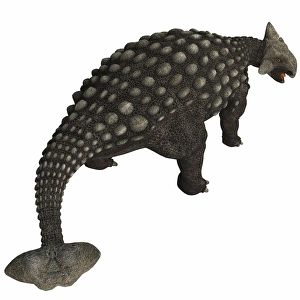 Ankylosaurus, an armored dinosaur from the Cretaceous Period Ankylosaurus, an armored dinosaur from the Cretaceous Period