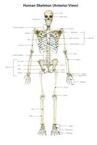 Scapula Gallery: Anterior view of human skeletal system, with labels