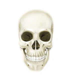 <b class=qtipBold><figcaption>Anterior view of human skull</figcaption></b><br>Anterior view of human skull.<br><em>© Alan Gesek/Stocktrek Images</em> Anterior view of human skull