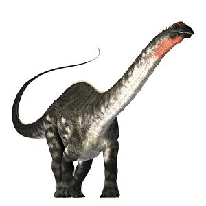 The Apatosaurus dinosaur was a herbivore of the Jurassic Era The Apatosaurus dinosaur was a herbivore of the Jurassic Era
