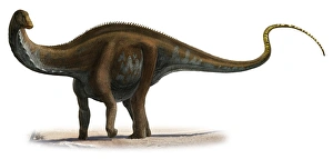 Apatosaurus excelsus, a prehistoric era dinosaur Apatosaurus excelsus, a prehistoric era dinosaur
