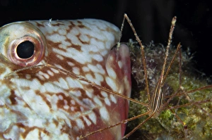 <b class=qtipBold><figcaption>Arrow crab and parrotfish, Belize</figcaption></b><br>Arrow crab and parrotfish, Belize.<br><em>© Todd Winner/Stocktrek Images</em> Arrow crab and parrotfish, Belize