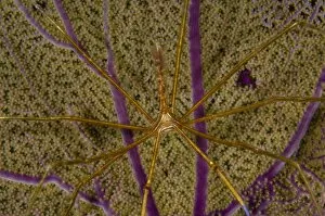 Images Dated 6th June 2006: Arrow crab on a sea fan, Belize