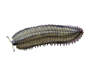 Arthropleura is an extinct millipede from the Late Carboniferous of Europe Arthropleura is an extinct millipede from the Late Carboniferous of Europe