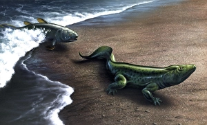 Artists concept depicting the evolution of a lobe-finned fish to an amphibian Artists concept depicting the evolution of a lobe-finned fish to an amphibian