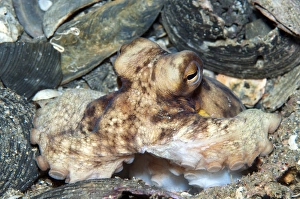 Atlantic Octopus in shell debris on ocean floor, North Carolina Atlantic Octopus in shell debris on ocean floor, North Carolina