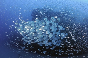 Atlantic Spadefish and baitfish school against the wreck of USCG Cutter Spar Atlantic Spadefish and baitfish school against the wreck of USCG Cutter Spar