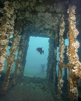 An Atlantic Spadefish swims amongst the USS Indra shipwreck An Atlantic Spadefish swims amongst the USS Indra shipwreck