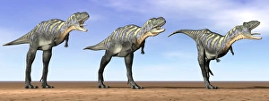 Three Aucasaurus dinosaurs standing in the desert by daylight Three Aucasaurus dinosaurs standing in the desert by daylight