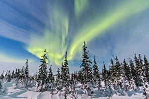 Aurora borealis over the trees in Churchill, Manitoba, Canada Aurora borealis over the trees in Churchill, Manitoba, Canada